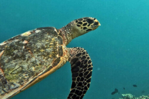 Shelley, green, adopted for Henry. Adopted green turtle, maldives. Image.