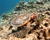 Hawksbill turtle, Dhonfanu, Baa atoll, Maldives. Image.