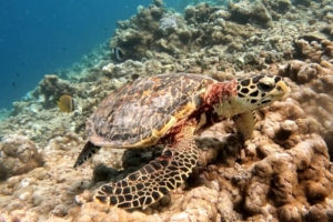 Olwen, hawksbill, adopted for Olwen Hawksbill turtle, Dhonfanu, Baa atoll, Maldives. Image.