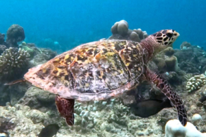 April Rose, hawksbill, adopted for Fia Hawksbill turtle swimming over the reef, Amilla, Baa Atoll, Maldives. Image.