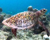 Hawksbill turtle swimming over the reef, Amilla, Baa Atoll, Maldives. Image.