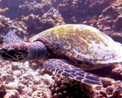 Adopt HK5687 Name and adopt a sea turtle in the Maldives, to support conservation. Image.