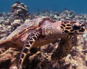 Hawksbill turtle, Thanburaan Faru, Baa Atoll, Maldives. Image.