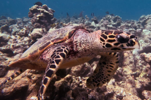 Pascale, hawksbill, adopted for Pascale Hawksbill turtle, Thanburaan Faru, Baa Atoll, Maldives. Image.