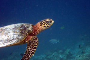Michelangelo, hawksbill, adopted by Neslihan Hawksbill turtle, Muthaafushi, Baa atoll, Maldives. Image.