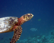 Hawksbill turtle, Muthaafushi, Baa atoll, Maldives. Image.