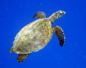 Hawksbill turtle swimming upwards in the blue, Muthaafushi, Baa atoll, Maldives. Image.