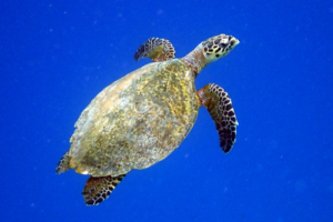 Crayola, hawksbill, adopted for Carola Hawksbill turtle swimming upwards in the blue, Muthaafushi, Baa atoll, Maldives. Image.