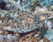 Hawksbill turtle on coral reef, Hibalhidhoo, Baa Atoll, Maldives. Image.