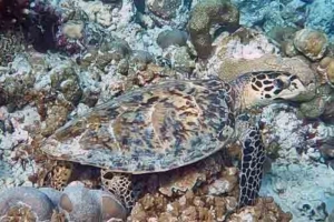 Mascha, hawksbill, adopted by Katja and Dominik Hawksbill turtle on coral reef, Hibalhidhoo, Baa Atoll, Maldives. Image.
