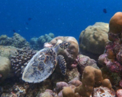 Hawksbill turtle, on coral reef, Kiufengali, Baa Atoll, Maldives. Image.