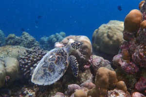 RareEvo, hawksbill, adopted for $TRTL Hawksbill turtle, on coral reef, Kiufengali, Baa Atoll, Maldives. Image.