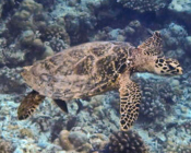 Hawksbill turtle swimming on reef, Kiufengali, Baa atoll, Maldives. Image.