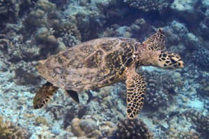Josefine, hawksbill, adopted Hawksbill turtle swimming on reef, Kiufengali, Baa atoll, Maldives. Image.