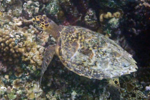 Ethan Jr, hawksbill, adopted for Ethan Hawksbill turtle on coral reef, Hannubey Gaa, Baa atoll, Maldives. Image.