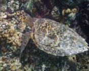 Hawksbill turtle on coral reef, Hannubey Gaa, Baa atoll, Maldives. Image.