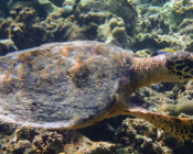 Hawksbill, Muthaafushi, Baa atoll, Maldives. Image.