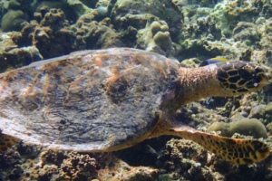 Yoojin, hawksbill, adopted for Yoojin Hawksbill, Muthaafushi, Baa atoll, Maldives. Image.