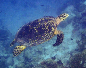 Hawksbill turtle swimming, Dhunikolhu house reef, Baa atoll, Maldives. Image.