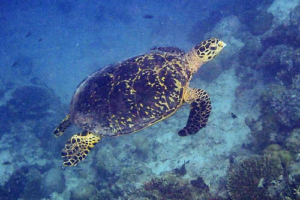 Natly, hawksbill, adopted by Nathalie Hawksbill turtle swimming, Dhunikolhu house reef, Baa atoll, Maldives. Image.