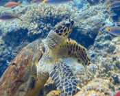 Hawksbill turtle foraging on coral reef, Muthaafushi, Baa atoll, Maldives. Image.