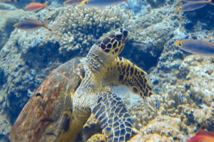 Pickle, hawksbill, adopted for Risha Hawksbill turtle foraging on coral reef, Muthaafushi, Baa atoll, Maldives. Image.
