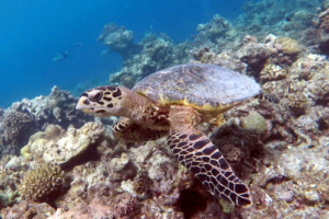 Soju, hawksbill, adopted by Shivangi and Aman Hawksbill turtle on a reef, Muthaafushi, Baa Atoll, Maldives. Image.