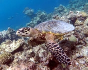 Hawksbill turtle on a reef, Muthaafushi, Baa Atoll, Maldives. Image.