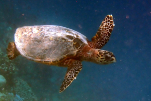 Conor, hawksbill, adopted for Robyn, in memory of Conor Hawksbill turtle, Dhuni Kolhu House Reef, Baa Atoll, Maldives. Image.