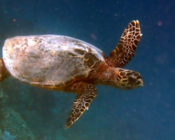 Hawksbill turtle, Dhuni Kolhu House Reef, Baa Atoll, Maldives. Image.