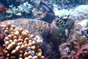 Sam, hawksbill, adopted by Dominik for Sara Hawksbill turtle resting in the reef, Maavaru, Baa Atoll, Maldives. Image.