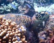 Hawksbill turtle resting in the reef, Maavaru, Baa Atoll, Maldives. Image.