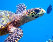Hawksbill turtle swimming in the blue, Kiufengali, Baa Atoll, Maldives. Image.