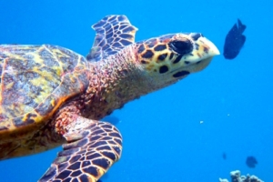 Peach, hawksbill, adopted for Brendon Hawksbill turtle swimming in the blue, Kiufengali, Baa Atoll, Maldives. Image.