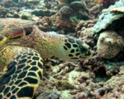 Hawksbill turtle foraging on a reef, Dusit Thani, Baa atoll, Maldives. Image.