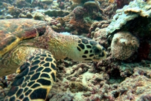 Seagem, hawksbill, adopted by Hans Hawksbill turtle foraging on a reef, Dusit Thani, Baa atoll, Maldives. Image.