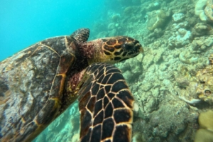 Rudy, hawksbill, adopted for Rudy Hawksbill turtle foraging on a reef, Dusit Thani, Baa atoll, Maldives Image.