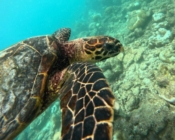 Hawksbill turtle foraging on a reef, Dusit Thani, Baa atoll, Maldives Image.