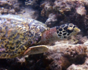 Hawksbill turtle, Muthaafushi, Baa Atoll, Maldives. Image.