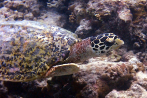 Sarah P, hawksbill, adopted for Sarah Hawksbill turtle, Muthaafushi, Baa Atoll, Maldives. Image.