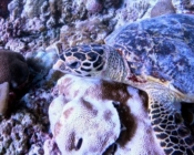 Hawksbill turtle foraging on the reef, Kihaa, Baa atoll, Maldives. Image.