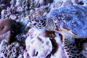 Mabel, hawksbill, adopted by Hannah Hawksbill turtle foraging on the reef, Kihaa, Baa atoll, Maldives. Image.