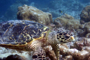 Ian, hawksbill, adopted by Jake Kahn Hawksbill turtle on coral reef, Muthaafushi, Baa atoll, Maldives. Image.