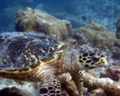 Hawksbill turtle on coral reef, Muthaafushi, Baa atoll, Maldives. Image.