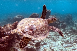 Saint Thomas, hawksbill, adopted for Peter Hawksbill turtle swimming over the reef, Amilla SW, Baa Atoll, Maldives. Image.
