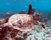 Hawksbill turtle swimming over the reef, Amilla SW, Baa Atoll, Maldives. Image.