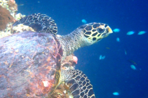 Pepe, hawksbill, adopted by Andrea Hawksbill turtle, Muthaafushi, Baa Atoll, Maldives. Image.