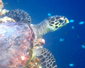 Hawksbill turtle, Muthaafushi, Baa Atoll, Maldives. Image.
