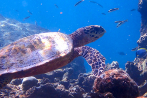 Kevin, hawksbill, adopted for Lucy Hawksbill turtle foraging on the reef, Huraafaru, Baa Atoll, Maldives. Image.