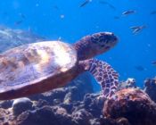 Hawksbill turtle foraging on the reef, Huraafaru, Baa Atoll, Maldives. Image.